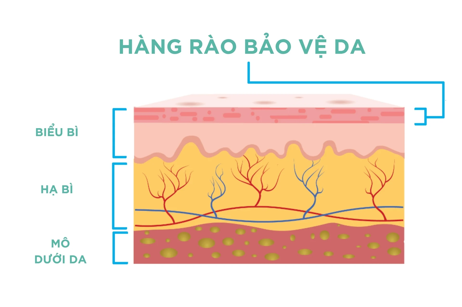 Hàng Rào Bảo Vệ Da Là Gì
